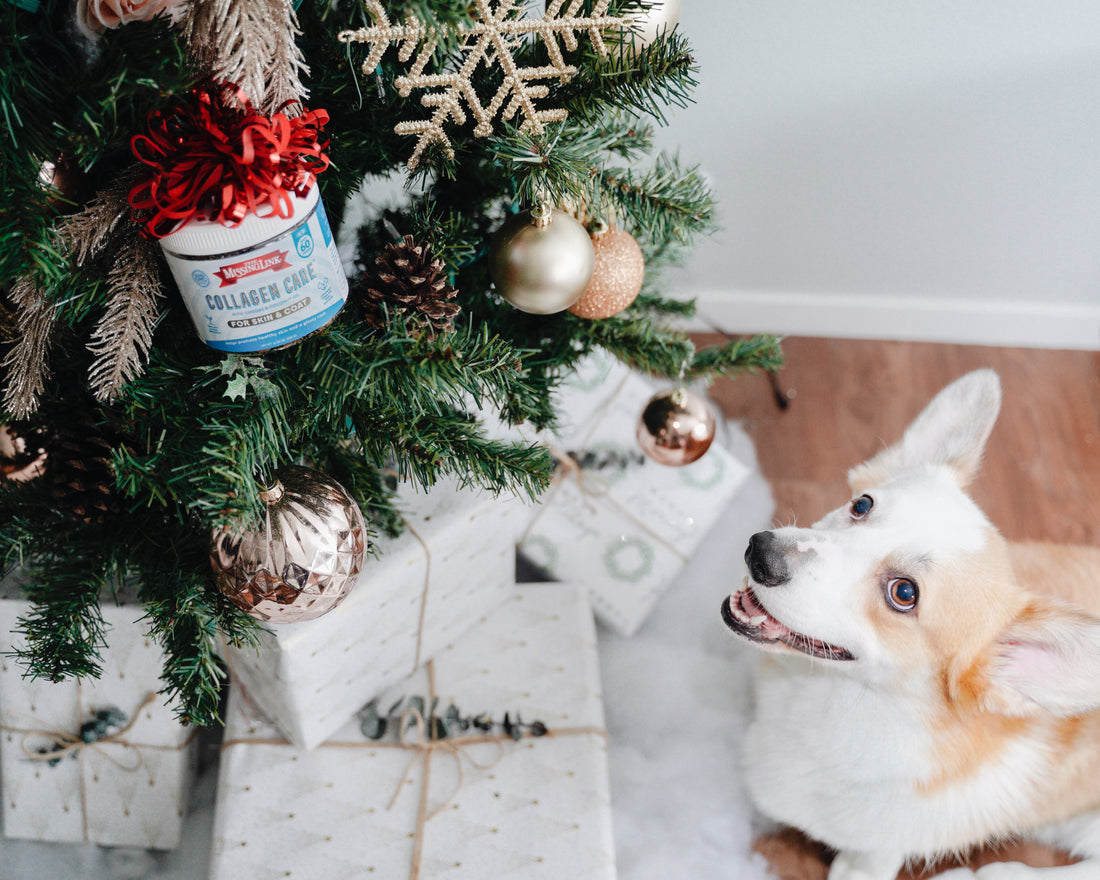 How to Keep Your Pets Healthy During The Holidays
