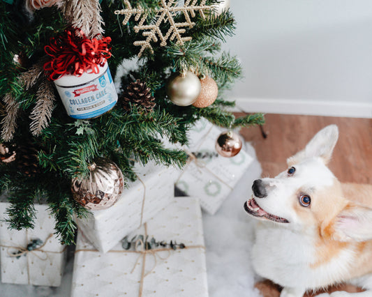 How to Keep Your Pets Healthy During The Holidays