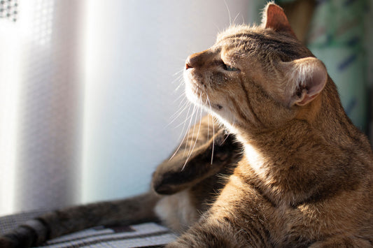 Cat Itching On Bed