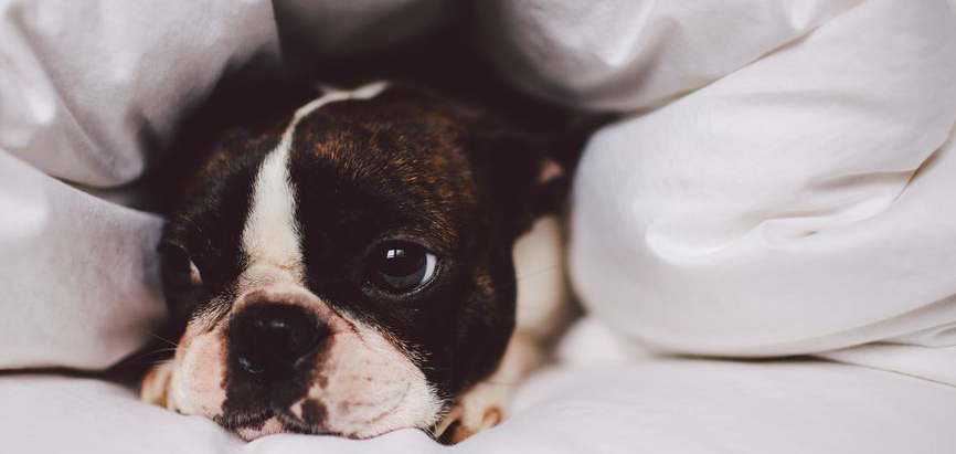 Dog Immune System Health