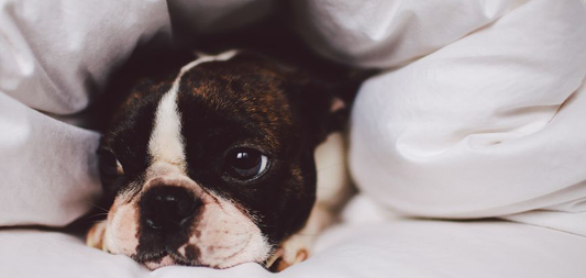 Dog Immune System Health