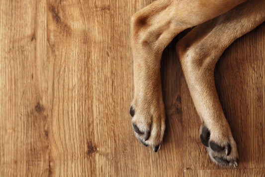What is Collagen and How Can It Help My Dog?