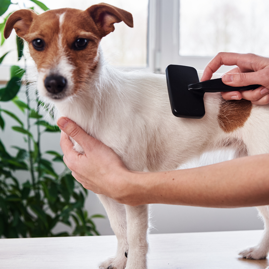 Small dog being brushed by owner for Missing Link Grooming Blog