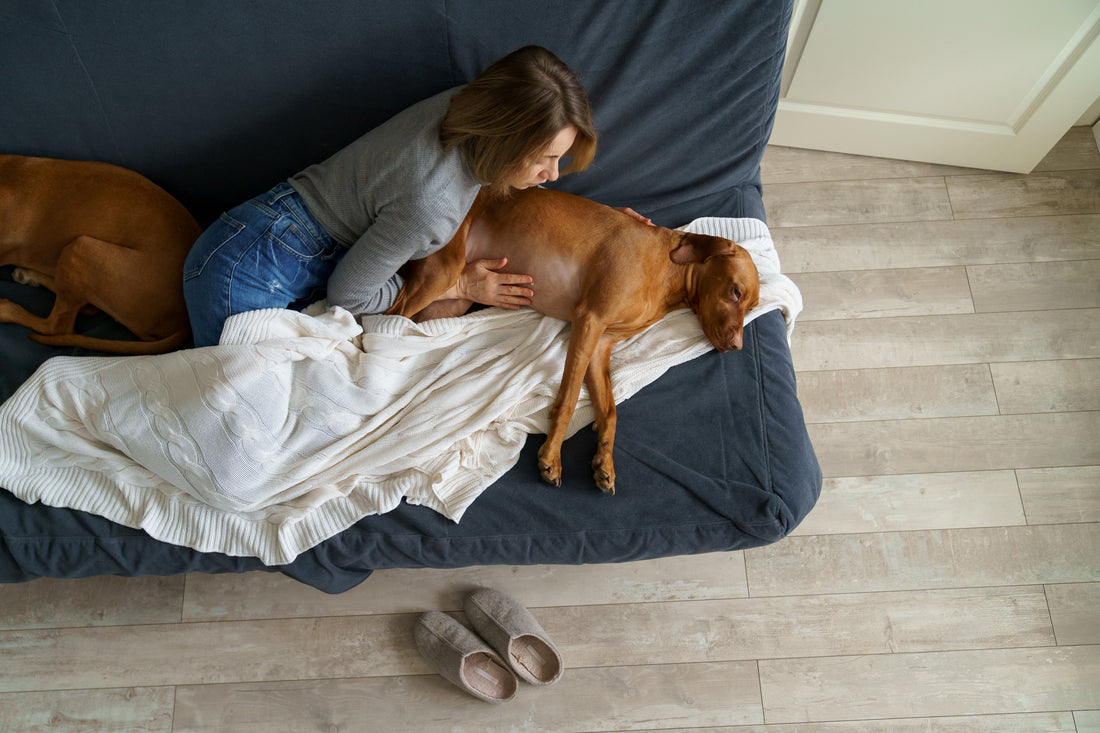 dog lying on couch with woman for signs of upset stomach in dogs blog