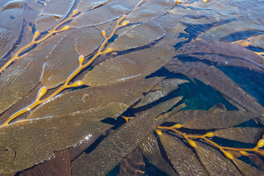 Kelp