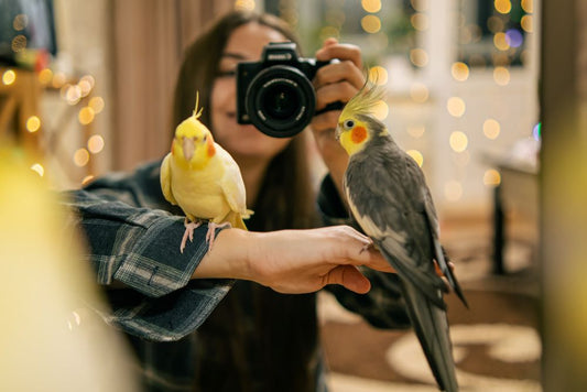 Popular pet bird breeds by The Missing Link