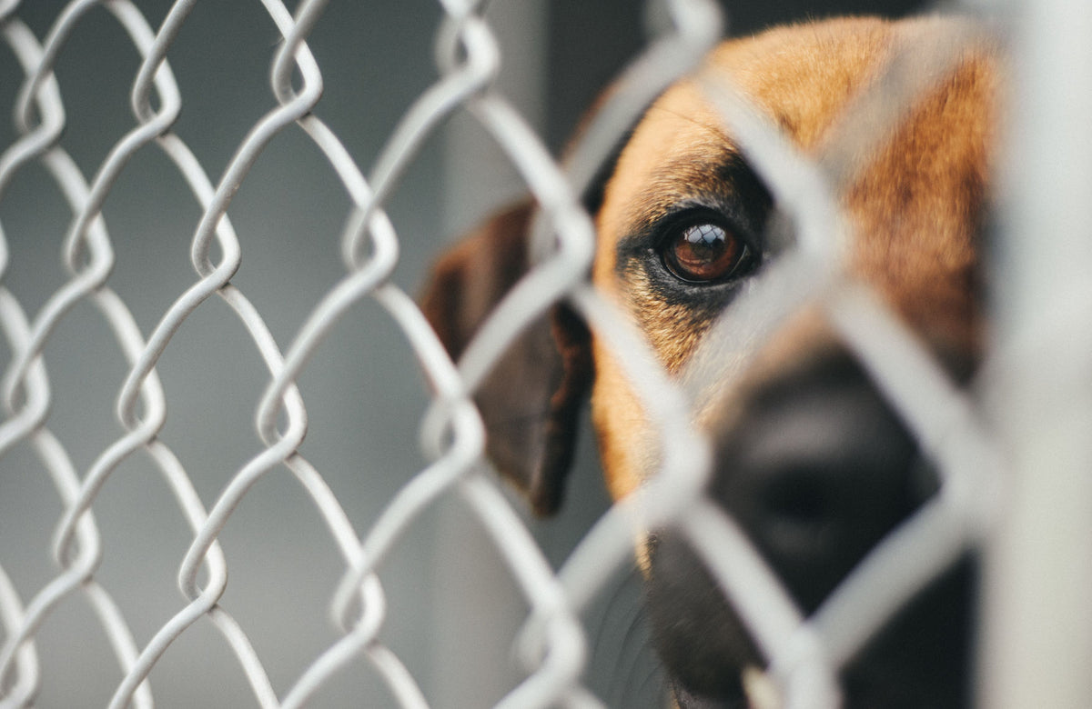 5 Tips to Make Clear the Shelters Day the Best Yet!