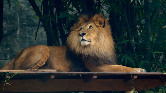 The Missing Link Zoo