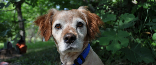 brown and white dog facing the camera for the upset stomach in dogs blog