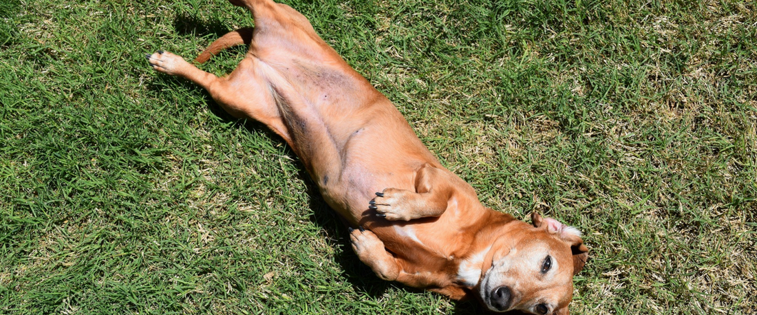 do lying on its back for causes of upset stomach in dogs blog