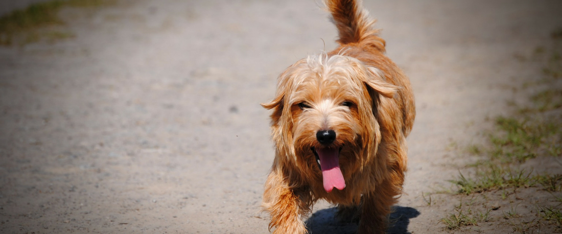 signs your dog has arthritis