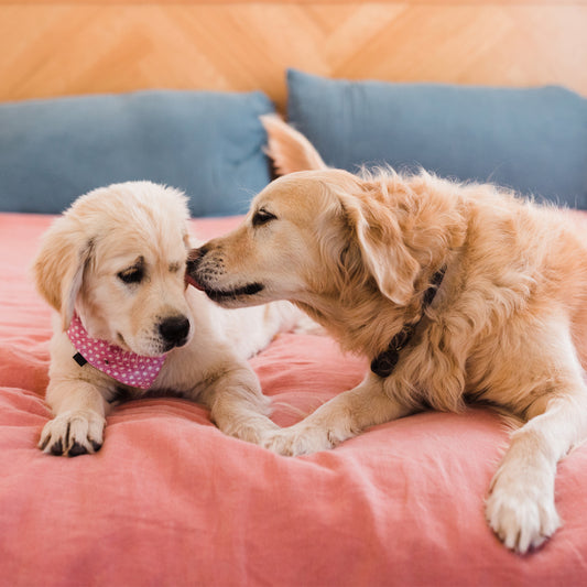 Puppy and adult golden retriever on a bed