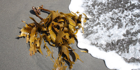 What is Kelp?