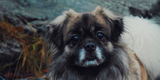 Dog Fur Loss