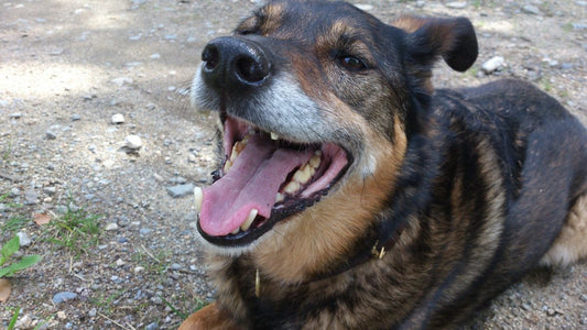 caring-for-senior-dog-missing-link