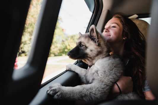Top Six Tips for Helping Your New Dog Settle In