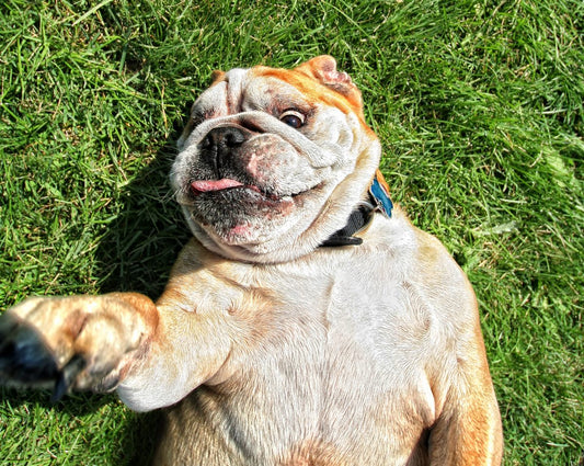 do-you-have-an-itchy-dog_the-missing-link