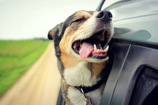 dog-dental-health-tips_missing-link
