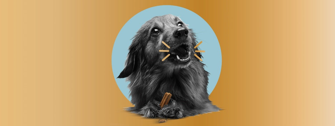 4 Ways Dental Care Impacts Your Dog’s Overall Health