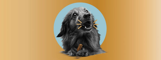 4 Ways Dental Care Impacts Your Dog’s Overall Health