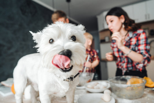 Human Foods for Pets Over The Holiday