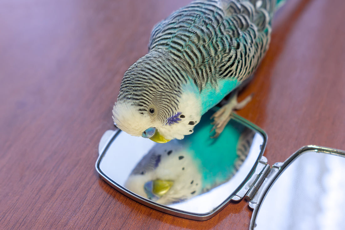 How to Keep Pet Bird Plumage Beautiful
