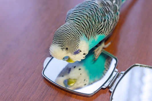 How to Keep Pet Bird Plumage Beautiful
