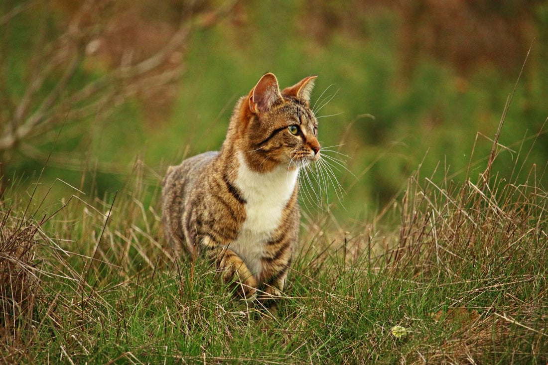flaxseed for cats