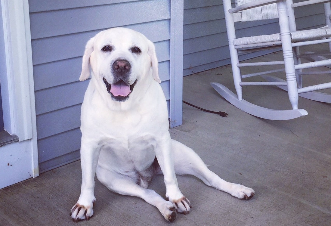 Senior dog