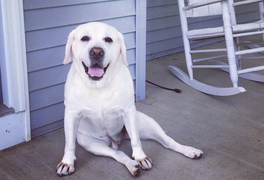 Senior dog