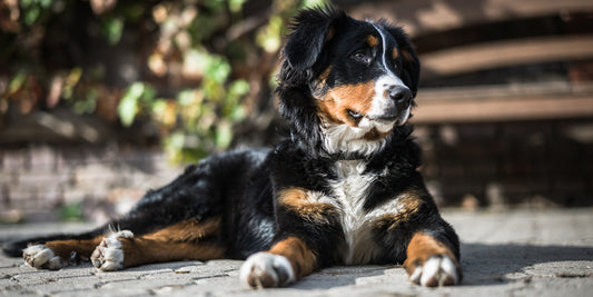 5 Tips for Keeping Your Pet’s Coat Silky & Shiny