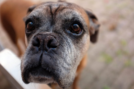 signs-of-dog-aging_missing-link