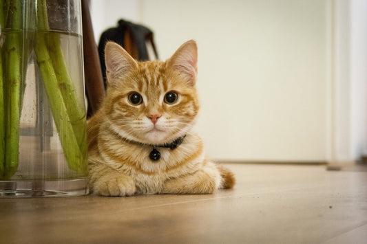 skin allergies in cats_TML