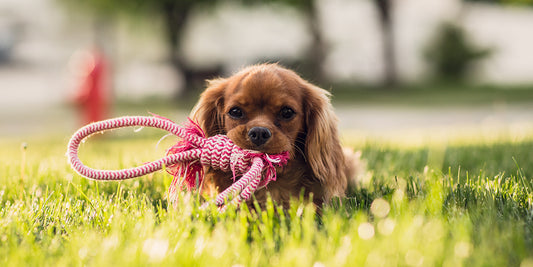When Spoiling Your Dog Does More Harm Than Good