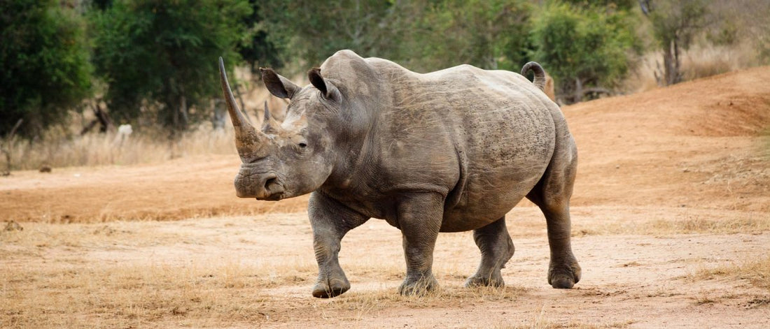 importance-of-nutrition-black-rhino-study