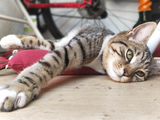 what causes hair loss in cats_TML