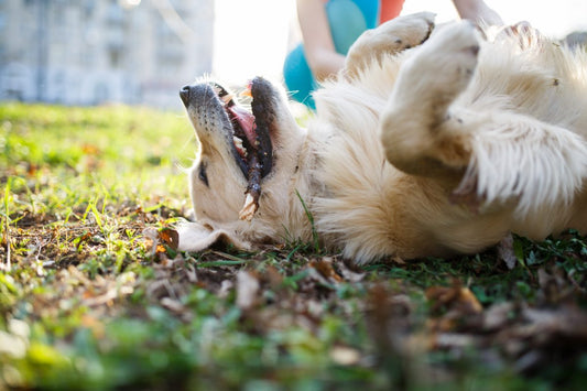 what causes itchy skin in dogs_missing link