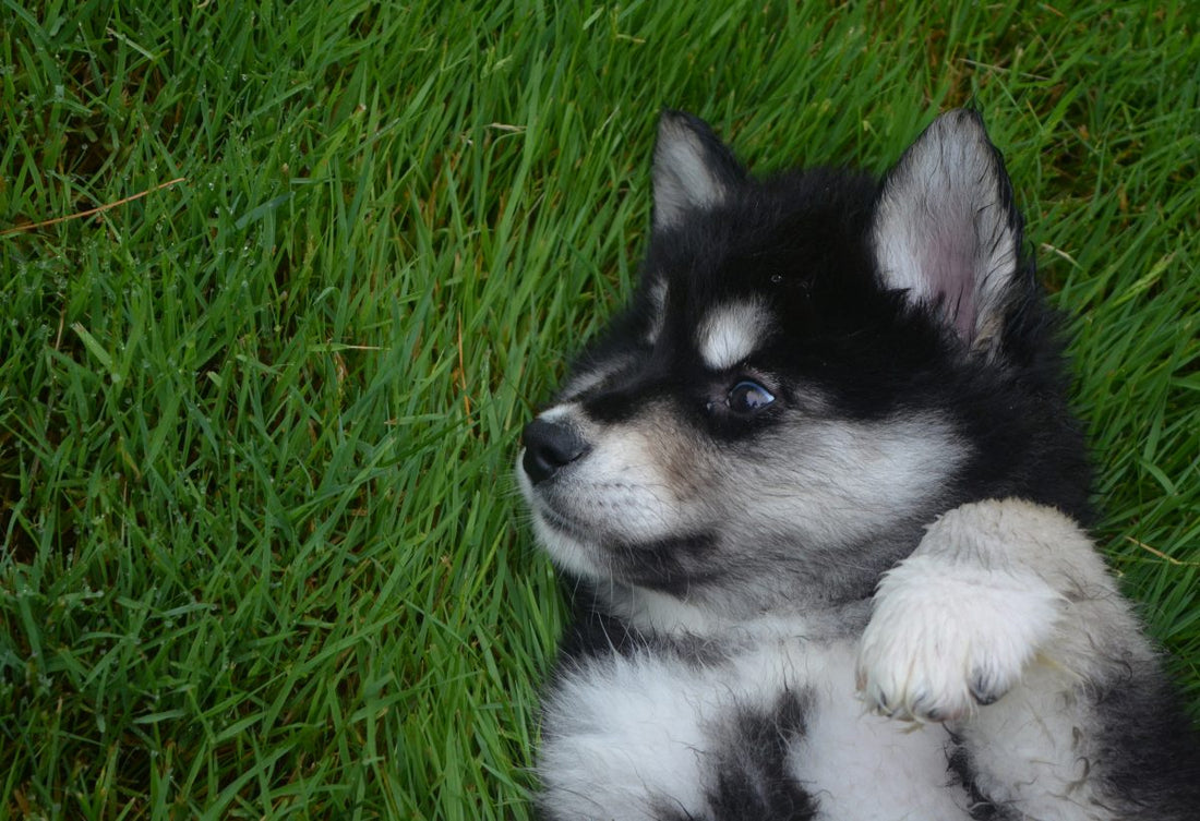 what-to-do-if-your-dog-has-itchy-skin_the-missing-link