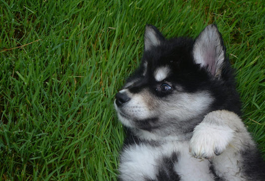what-to-do-if-your-dog-has-itchy-skin_the-missing-link