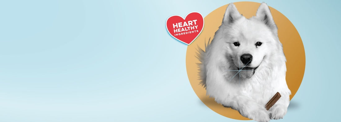 Beyond Basic: Why a Heart Healthy Dog Dental Chew Matters