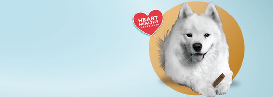 Beyond Basic: Why a Heart Healthy Dog Dental Chew Matters