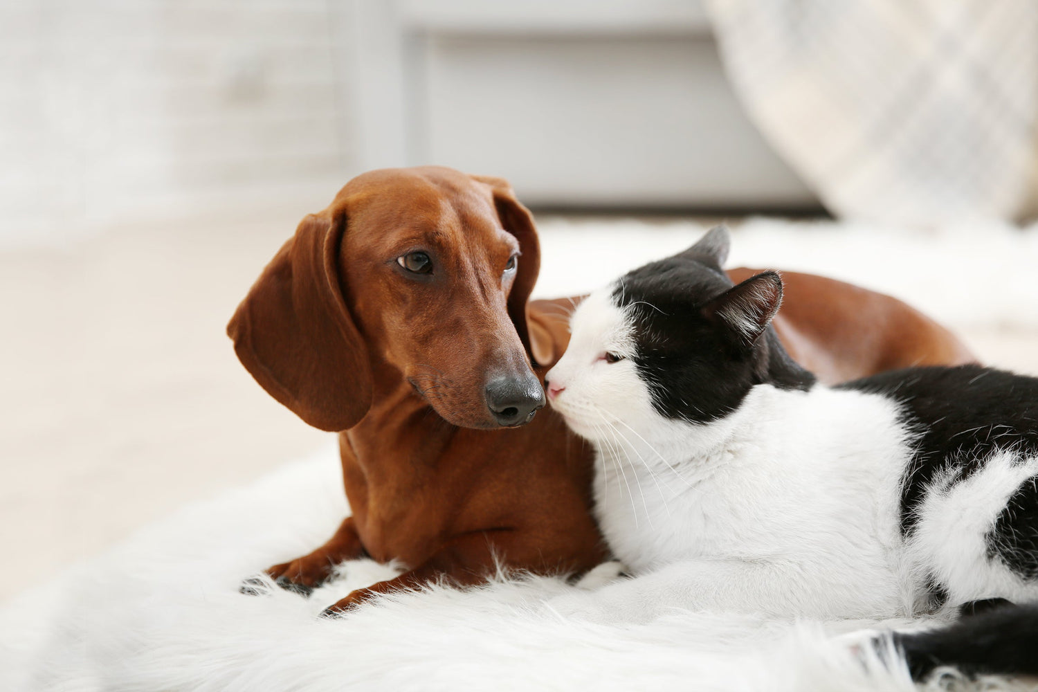 A chestnut colored dash hound snuggling noses with a black and white patched cat on a white bed spread.