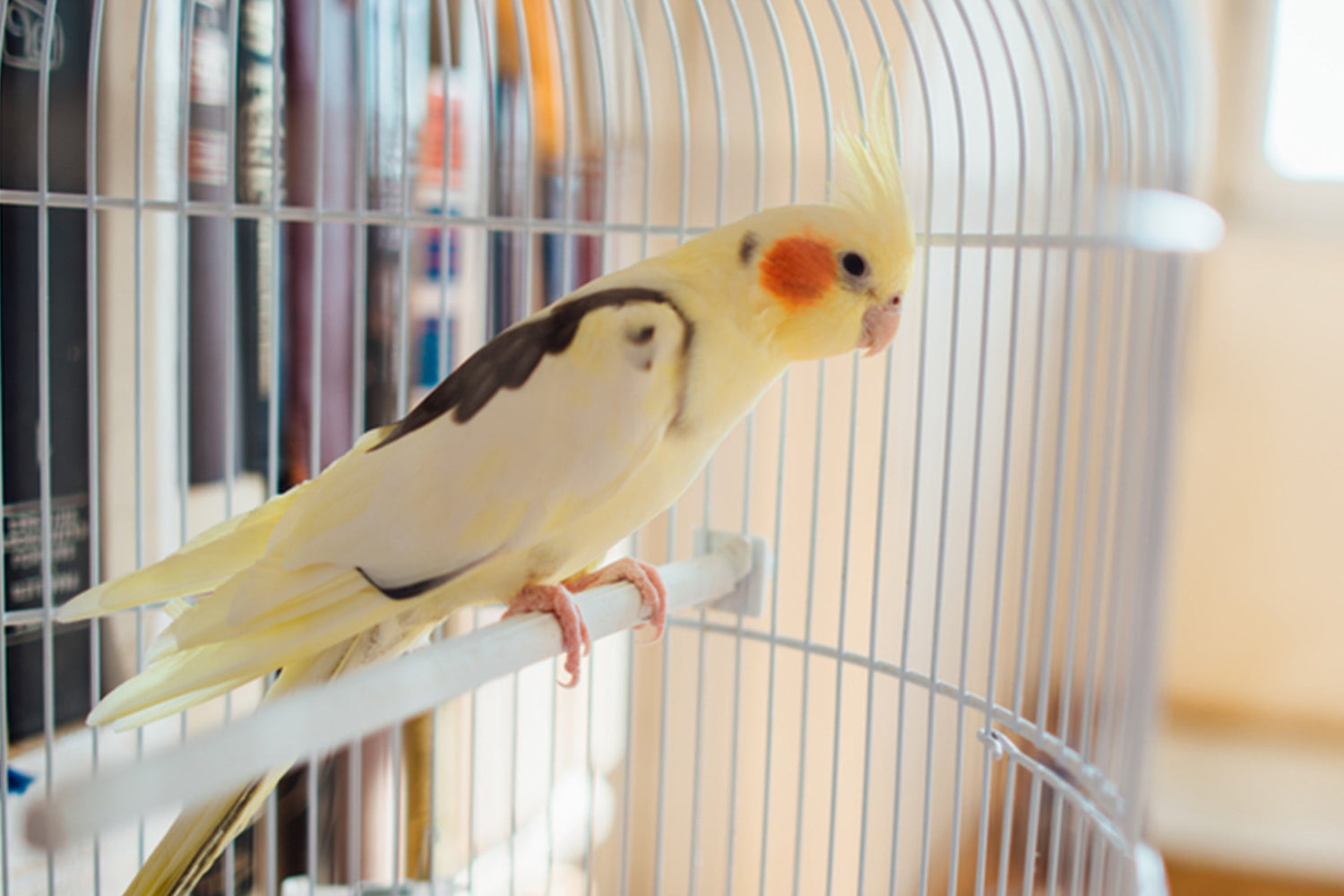 Cockatiel standing on a perch in his bird cage.
