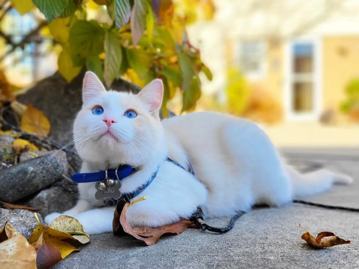 Rolo the beautiful white and fawn colored cat resting on the ground near a stone wall with a blue collar and bronze tag.