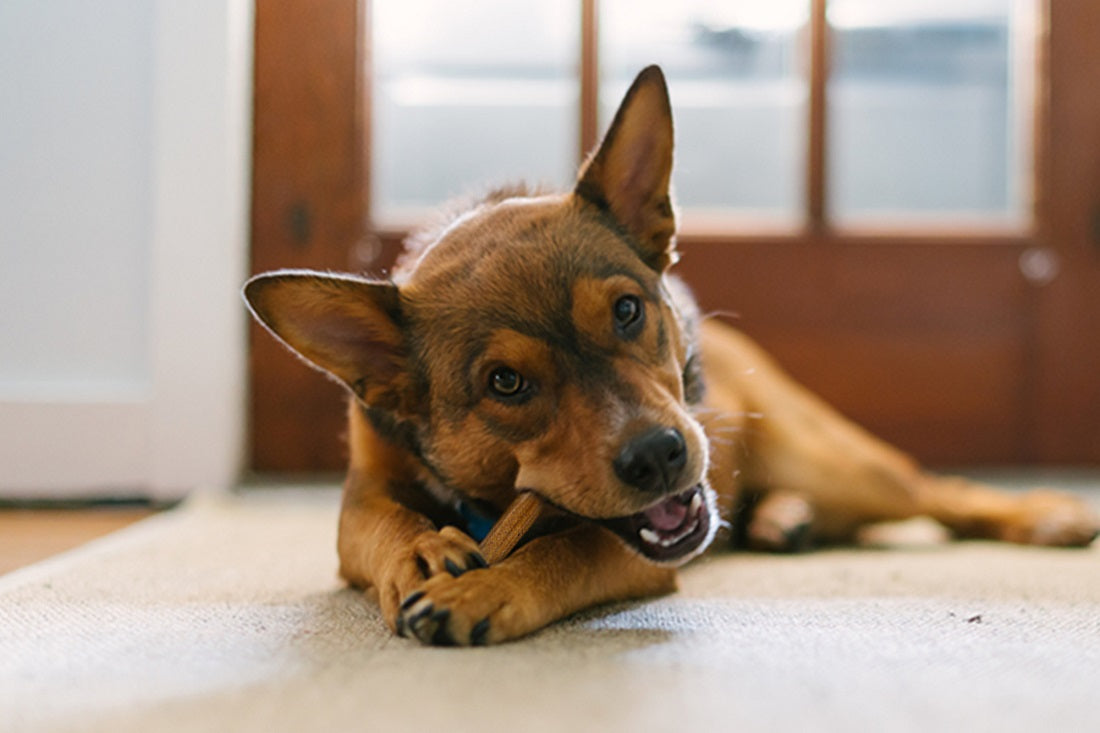 Brown pointy eared dog laying on the rug with two paws on one side of a Smartmouth dental chew, and the other side of the chew hanging out of his mouth.