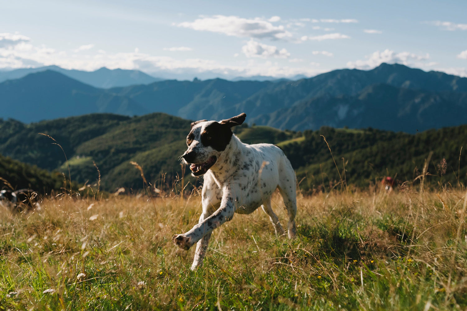 Bird dog running through a grassy field with mountain scape in the background