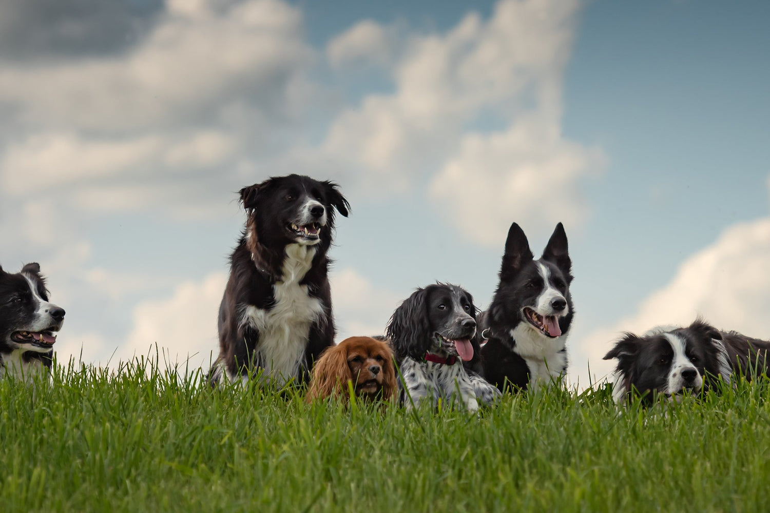 A group of dogs led by a Bernese mountain dog looking over a hill into a grassy field