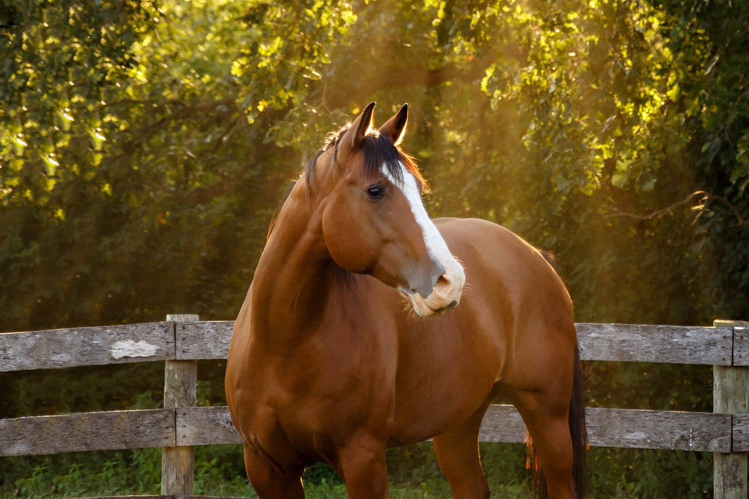 Chestnut colored horse with a white streak down his nose, looking to the side of the field as if he saw something.  Wooden fence and green trees in the background.