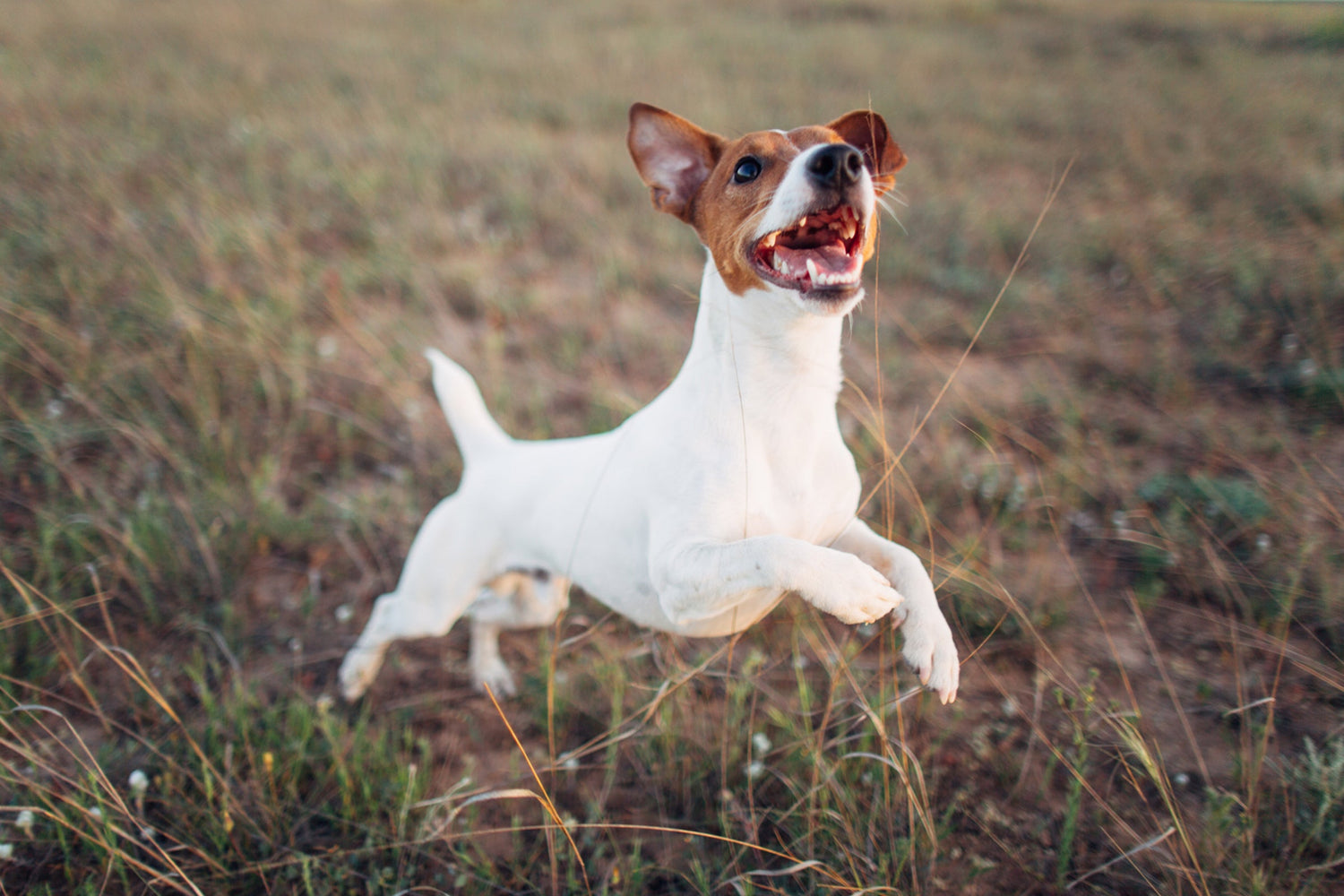 White body color with a smiling brown face Jack Russel terrier jumping happily through a field.