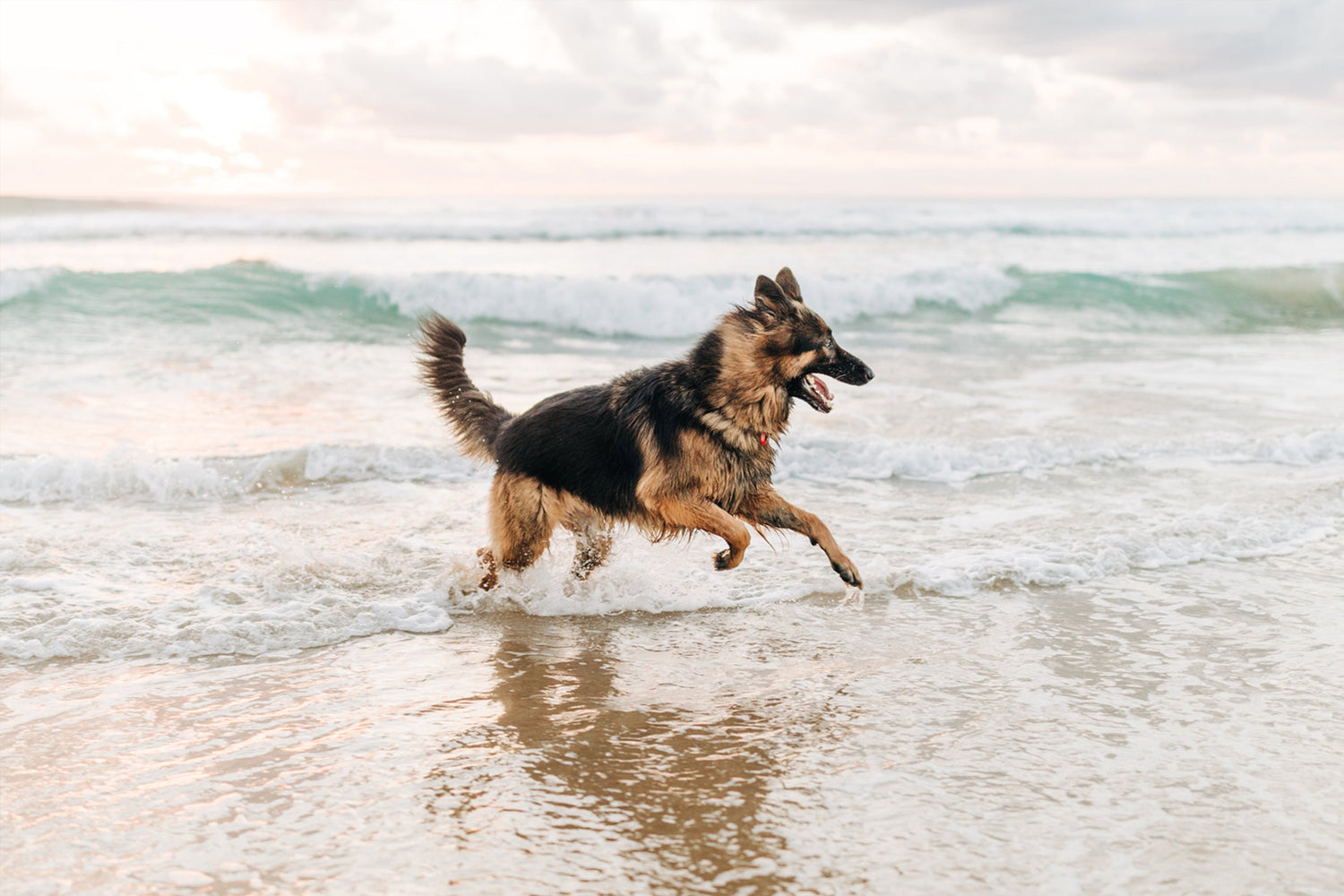 A German Sheppard dog running through the waves at a beach.